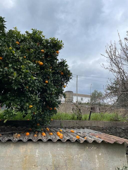 Casa Da Celeste Maljoga de Proenca Exterior foto